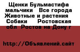 Щенки Бульмастифа мальчики - Все города Животные и растения » Собаки   . Ростовская обл.,Ростов-на-Дону г.